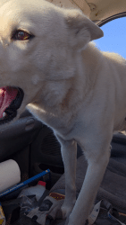Lost Male Dog last seen 155st east ave O, Lake Los Angeles, CA 93535