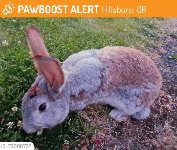 Found/Stray Unknown Rabbit last seen SE Walnut St. and 7th Ave., Hillsboro, OR 97123