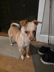 Reunited Male Dog last seen Rolanda; malcom & cartegena, San Diego, CA 92115