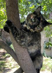 Reunited Female Cat last seen Penniman and 35th, Oakland, CA 94602