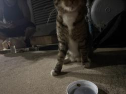 Found/Stray Unknown Cat last seen Sunset canyon apmts, San Antonio, TX 78232