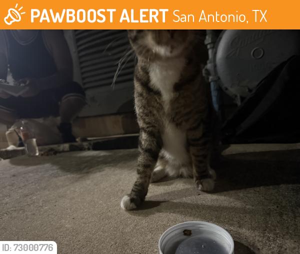 Found/Stray Unknown Cat last seen Sunset canyon apmts, San Antonio, TX 78232