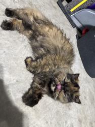 Found/Stray Unknown Cat last seen Near Tin Cup Dr., Arlington, TX 76001