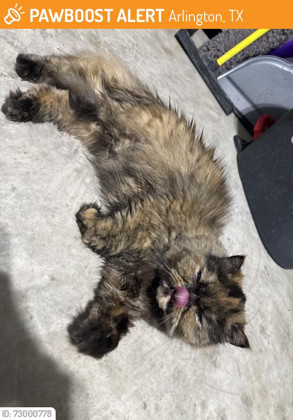 Found/Stray Unknown Cat last seen Near Tin Cup Dr., Arlington, TX 76001