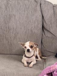 Lost Female Dog last seen Near S Edgemon ave, Winter Springs, FL 32708