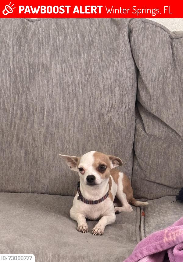 Lost Female Dog last seen Near S Edgemon ave, Winter Springs, FL 32708