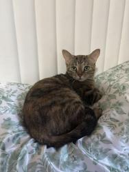 Lost Female Cat last seen papa john, Indianapolis, IN 46227