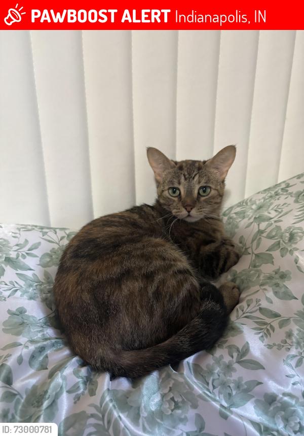 Lost Female Cat last seen papa john, Indianapolis, IN 46227