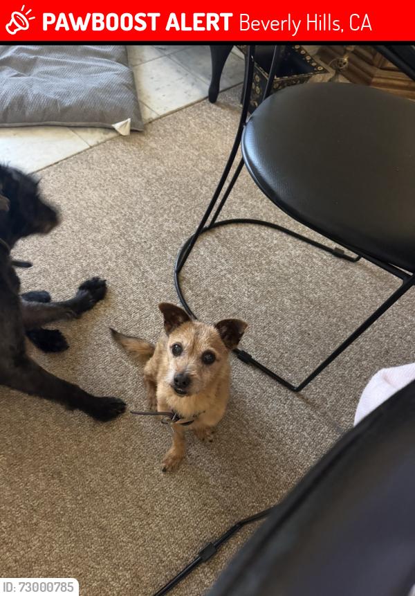Lost Male Dog last seen Mcarty, Beverly Hills, CA 90212