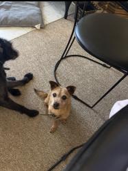 Lost Male Dog last seen Mcarty, Beverly Hills, CA 90212