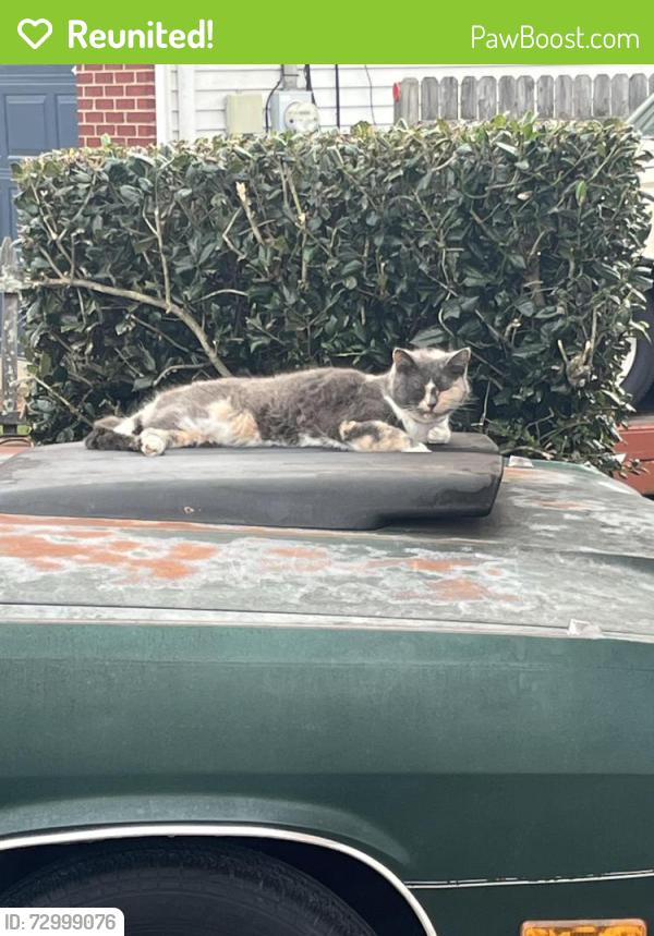 Reunited Female Cat last seen By LaVergne high school , La Vergne, TN 37086
