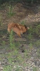 Found/Stray Unknown Dog last seen Between Richey St and Kolb Rd, Houston, TX 77017