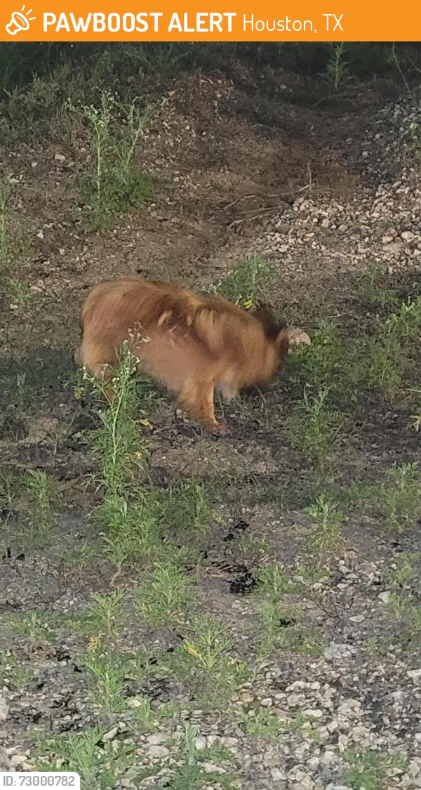 Found/Stray Unknown Dog last seen Between Richey St and Kolb Rd, Houston, TX 77017