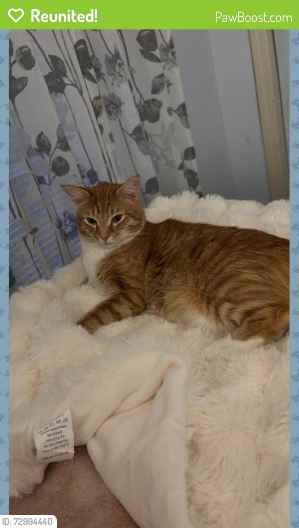 Reunited Male Cat last seen Near lake street salem nh, Salem, NH 03079