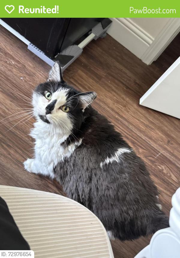 Reunited Female Cat last seen E Surry Way, Eagle Mountain, UT 84005