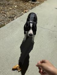 Found/Stray Female Dog last seen Palm street park parking lot, Bellflower, CA 90706