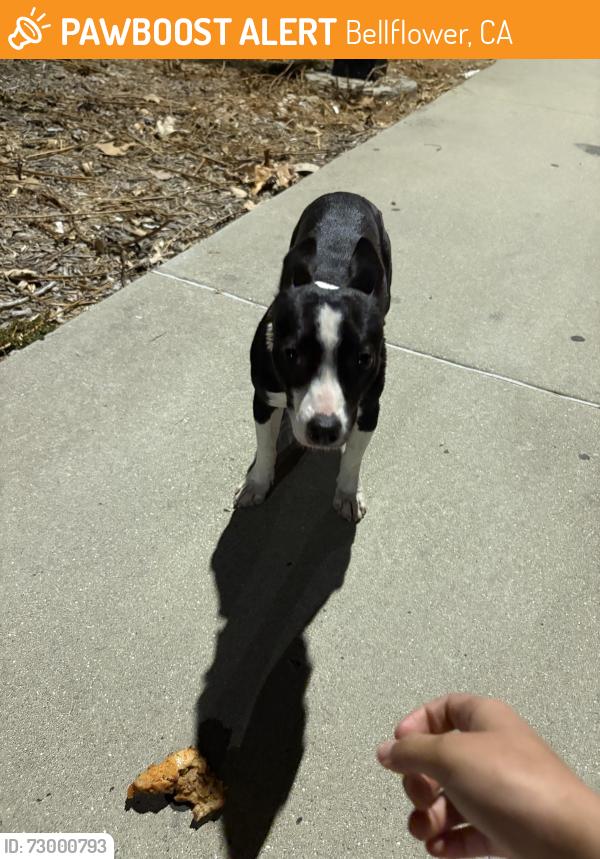 Found/Stray Female Dog last seen Palm street park parking lot, Bellflower, CA 90706