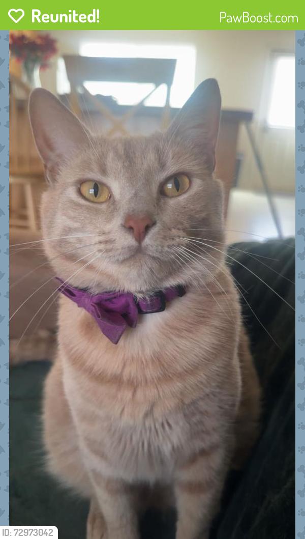 Reunited Male Cat last seen The wooded area behind the building of 2024, Greenville, NC 27858