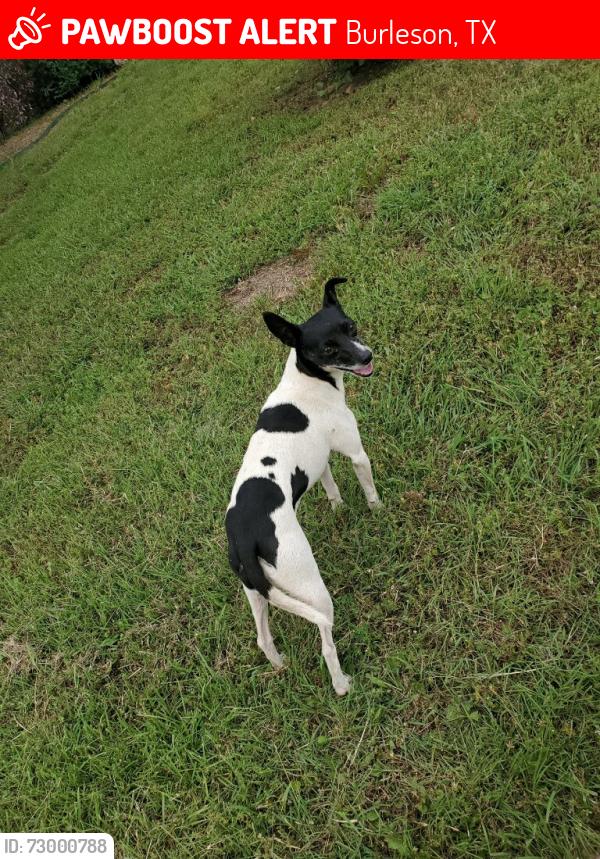 Lost Female Dog last seen Near , Burleson, TX 76028