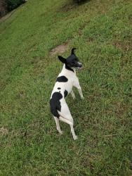 Lost Female Dog last seen Near , Burleson, TX 76028