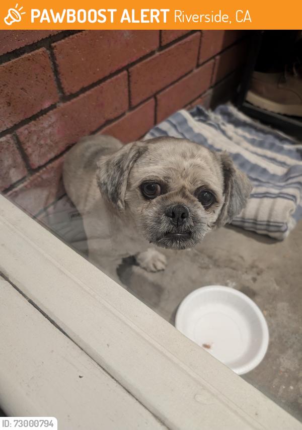 Found/Stray Male Dog last seen Mountainview park, Riverside, California , Riverside, CA 92504