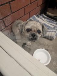 Found/Stray Male Dog last seen Mountainview park, Riverside, California , Riverside, CA 92504