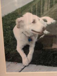 Lost Female Dog last seen W. Schulte rd and Sycamore Pkwy, Tracy, CA 95376