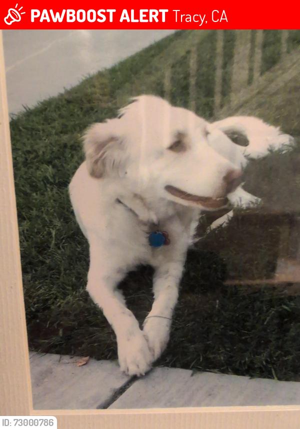 Lost Female Dog last seen W. Schulte rd and Sycamore Pkwy, Tracy, CA 95376