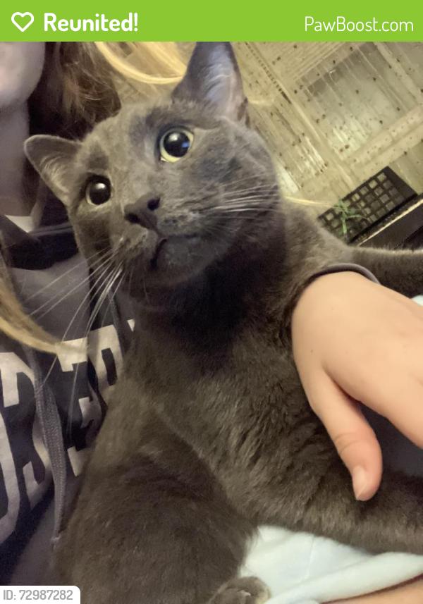 Reunited Male Cat last seen Donegal Ave and sterling. Emerald greens neighborhood , Troy, NY 12180