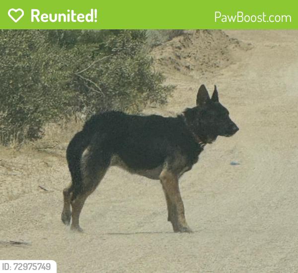 Reunited Male Dog last seen Tussing Ranch Rd. near Central Ave. , Apple Valley, CA 92308
