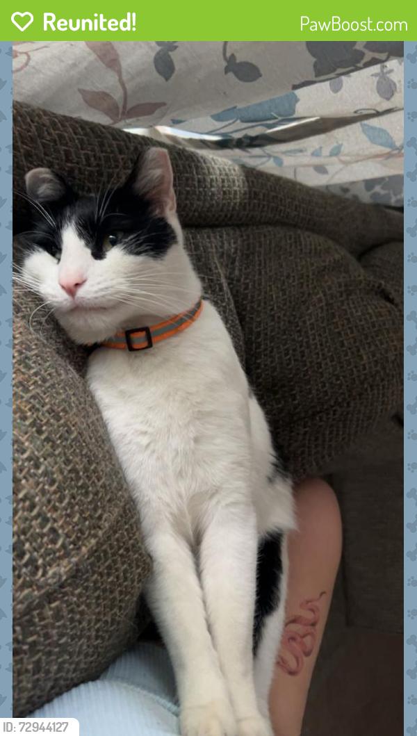 Reunited Male Cat last seen W 13st and  S Ridge Ave near Poitevin park, Idaho Falls, ID 83404
