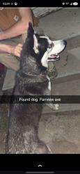 Found/Stray Male Dog last seen Carrol and st joe st , South Bend, IN 46614
