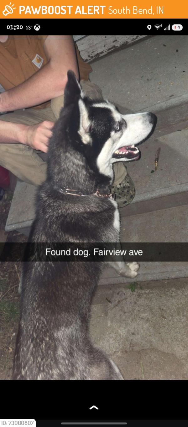 Found/Stray Male Dog last seen Carrol and st joe st , South Bend, IN 46614