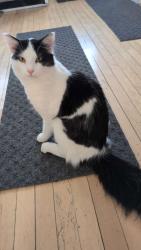 Reunited Male Cat last seen Latitude at Riverchase , Hoover, AL 35216