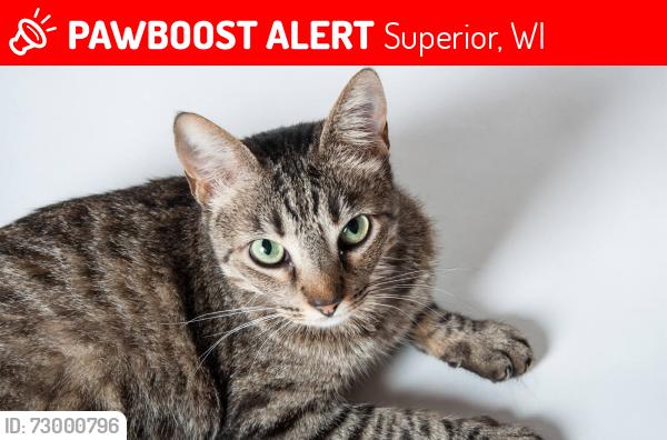 Lost Male Cat last seen Baxter and 13th, Superior, WI 54880