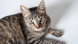Lost Male Cat last seen Baxter and 13th, Superior, WI 54880