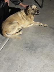 Reunited Male Dog last seen Woodruff and Rosecrans , Bellflower, CA 90706