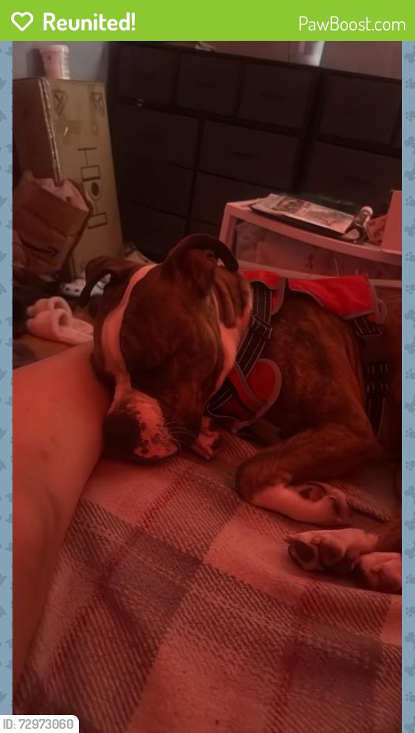 Reunited Male Dog last seen ma n pa’s grocery, Long Beach, CA 90804