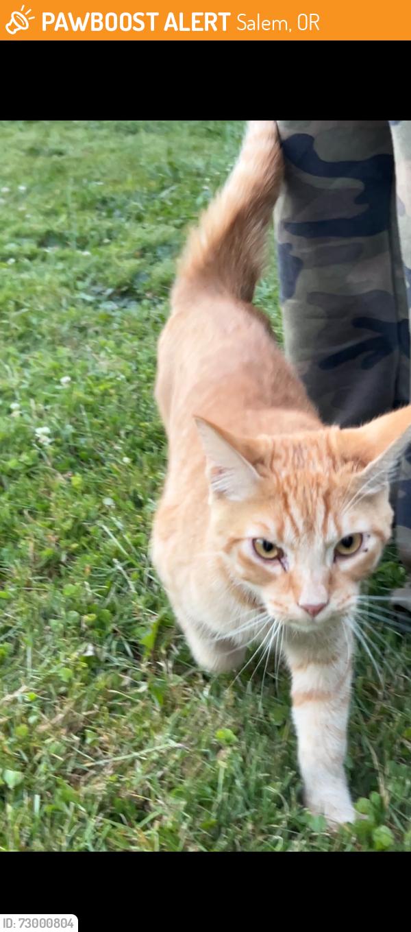Found/Stray Unknown Cat last seen Hayesville area , Salem, OR 97305