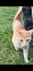 Found/Stray Unknown Cat last seen Hayesville area, Salem, OR 97305
