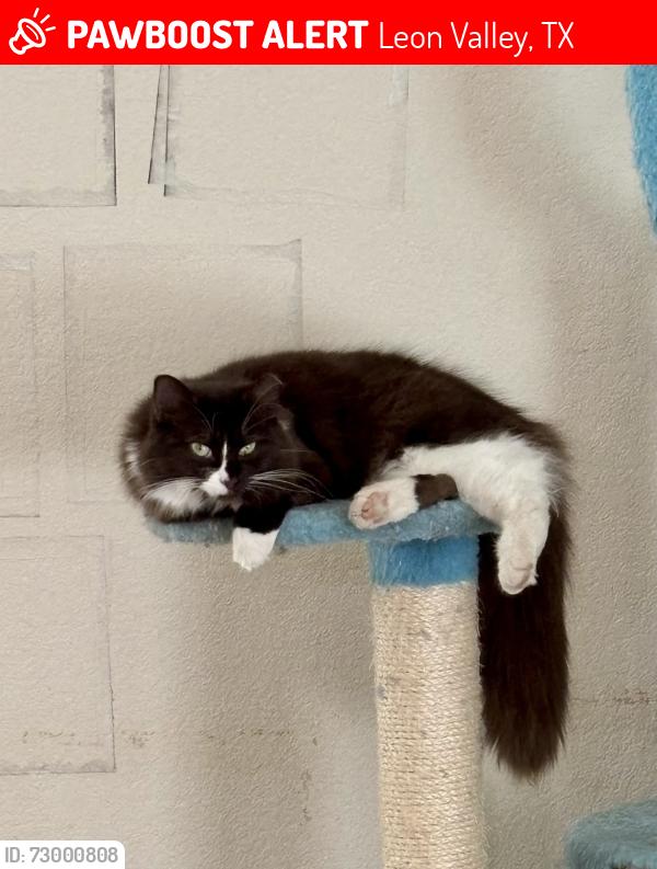 Lost Female Cat last seen Sally Agee, Shadow Mist subdivision , Leon Valley, TX 78238