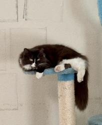 Lost Female Cat last seen Sally Agee, Shadow Mist subdivision , Leon Valley, TX 78238