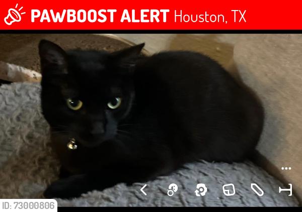 Lost Female Cat last seen Ashburnham Dr and Ashford Point , Houston, TX 77082