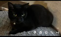 Lost Female Cat last seen Ashburnham Dr and Ashford Point , Houston, TX 77082