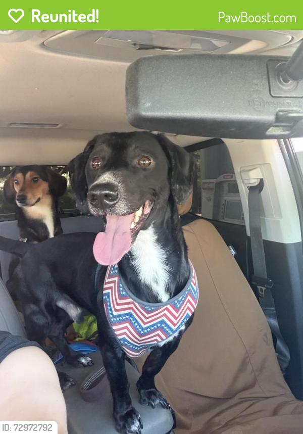 Reunited Male Dog last seen Near the sims exit over by point east pet hosp , US-264, NC 27834