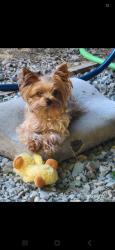 Reunited Female Dog last seen Se 270th place, Covington, WA 98042