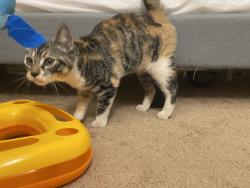 Found/Stray Female Cat last seen Avenue k-4, Lancaster, CA 93536