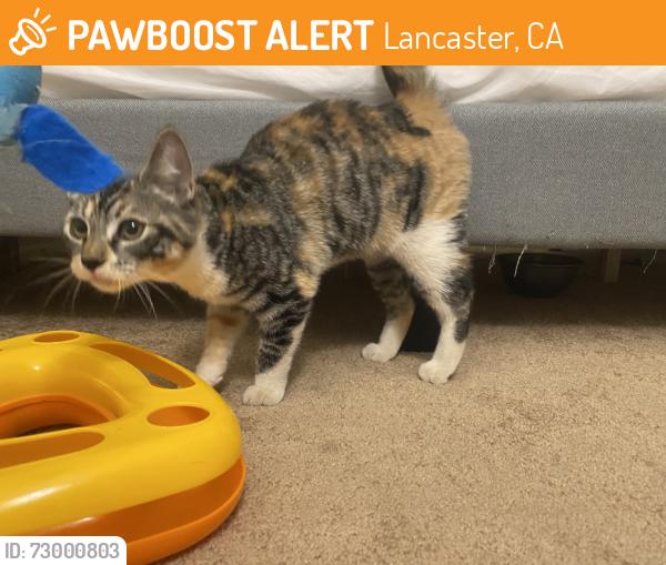 Found/Stray Female Cat last seen Avenue k-4, Lancaster, CA 93536