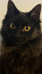 Lost Male Cat last seen Ashburnham and Ashford point , Houston, TX 77082