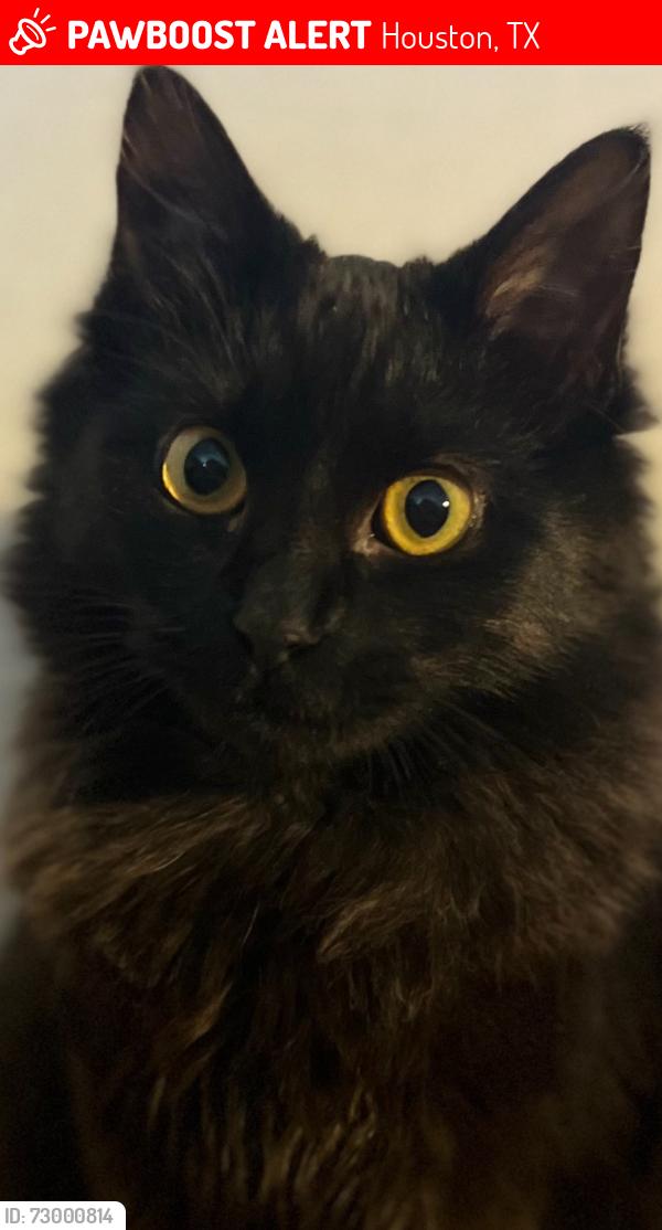 Lost Male Cat last seen Ashburnham and Ashford point , Houston, TX 77082